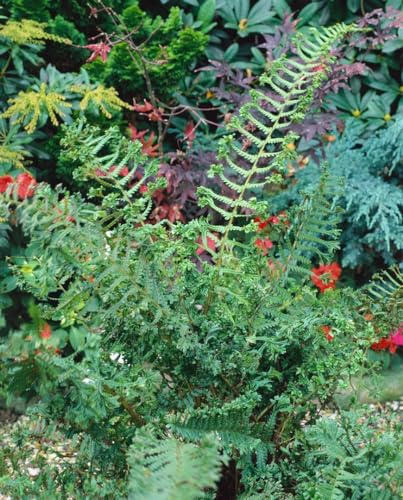 Dryopteris affinis 'Cristata The King' 9x9 cm Topf – Winterhart, Mehrjährig, Pflegeleicht – Königsfarn – Schattenstaude für Beet & Unterpflanzung