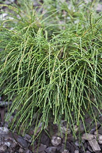 Fadenzypresse Thuja plicata Whipcord 25-30 cm Kübelpflanze winterhart | Kompakter Wuchs, dekorative Fadentriebe, ideal für Kübel und Beet, sonnig bis halbschattig, robust und schnittvertraeglich