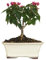 KENTIS - Drillingsblume Bonsai Baum Echt für Draußen - Bougainvillea Sanderiana Gartenbonsai - Blühende Balkon Pflanzen - H 20/25 cm Topf 18 cm