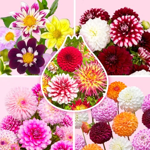 10 x Dahlienknollen Mix 'Season Collection' | Sommerblumen | Holland-Qualitat | Dahlien Zwiebeln | Blumenzwiebeln - The Bulb Farmers