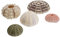 BESTonZON 5Pcs Seeigel Schalen Hängen Pflanzen Halter Seeigel Pflanzer Tillandsia Pflanze Bonsai Kaktus Topf Home Desktop Decor