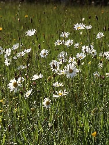 Landlife Wildflowers Meadow Wildflower Seeds LW1M (5kg) - Mixed Flower Seeds with 22x Various British Native Plants & 6X Meadow Grass Types, Grow up to 30-90cm