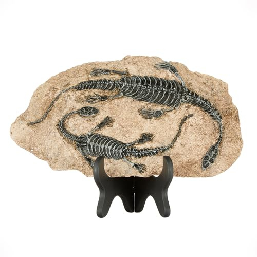 Dinosaurier-Skelett-Fossil aus Harz, Dekofigur auf Sockel (Plesiosaurus) | Detailreiches prähistorisches Modell für Schreibtisch, Regal oder Vitrine, als Sammlerstück und Geschenk für Dinosaurierfans