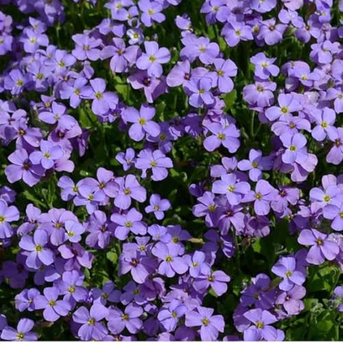 6 x Blaukissen 'Cascade Blue' - Aubrieta 'Cascade Blue' Topf 9x9cm: Blaue Polsterblumen, bodendeckend, felsige Bereiche.