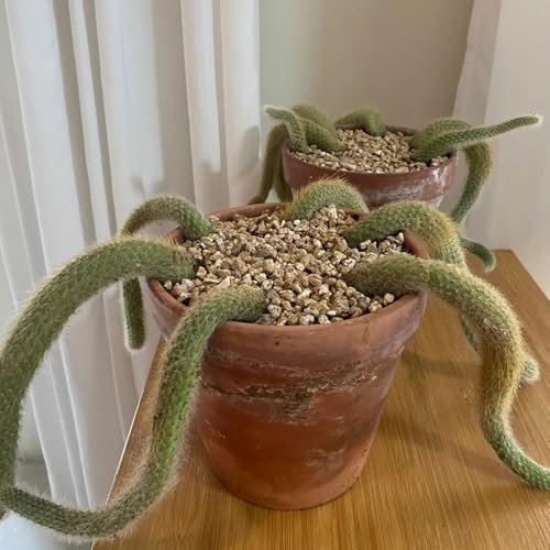 semillas de cactus cola de mono, Las plantas de jardín de rocas son resistentes. Semillas de Hildewintera colademononis, balcón con cama elevada, plantas de interior lecho de hierbas, 10pcs