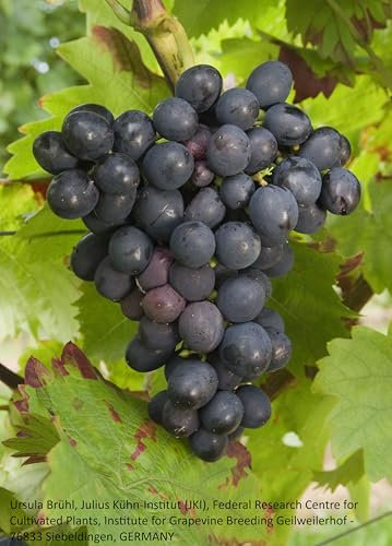 Bio-Tafeltraubenrebe Königliche Esther – frühe Bio-Tafeltraube mit kernarmen, süß-saftigen Beeren | pilzfeste, frostharte Rebe aus Ungarn | EG-ÖKO 2018/848 | Rebschule Vitiserve