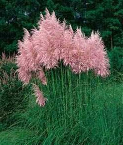 PINK PAMPAS GRASS - CORTADERIA SELLOANA ROSEA - 10 SEEDS