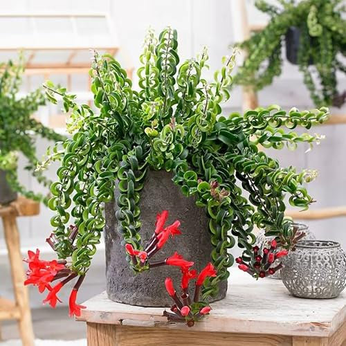 30cm Aeschynanthus Twister Lipstick Plant Houseplant 15cm Hanging Pot