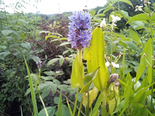 5 Pflanzen Hechtkraut Pontederia Cordata Teichpflanze Wasserpflanze bis 30cm Wasserstand, Dauerblüher aus Naturteich