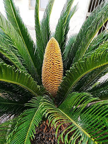 125 pezzi di palma da sago regina, semi di albero Cycas circinalis