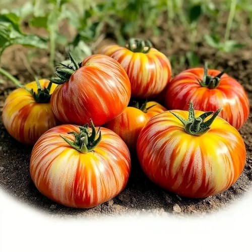 30 Tomatensamen Tigerella. SemiSauvage Permaculture
