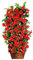 100 Stück Mandevilla Sanderi Samen | Kletterpflanze für Balkon & Garten | Zimmerpflanze & Sichtschutz | Schnell Keimende Blumensamen (Rot)