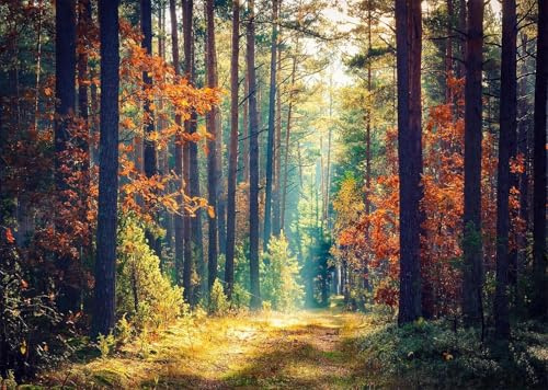 BELECO 4.6x2.5m Fabric Autumn Forest Backdrop Tall Pine Trees Orange Leaves Sunlight Rays Photography Background for Nature Outdoor Themed Shoot Photo Booth