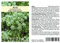 Seedeo® Anis (Pimpinella anisum) 100 Samen
