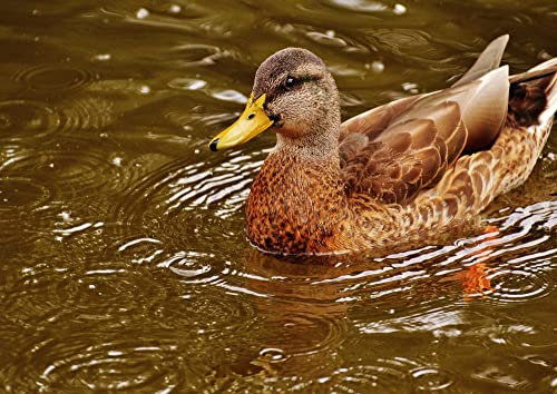 HANSEPUZZLE 36255 - Ente Puzzle 260 Teile | Tierwelt Puzzle mit hochwertiger Puzzle Aufbewahrung: Kartonbox und wiederverschließbarem Beutel | Puzzle-Maße: 41 x 28,7 cm