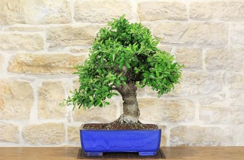 Bonsai di Pyracantha Coccinea (143)