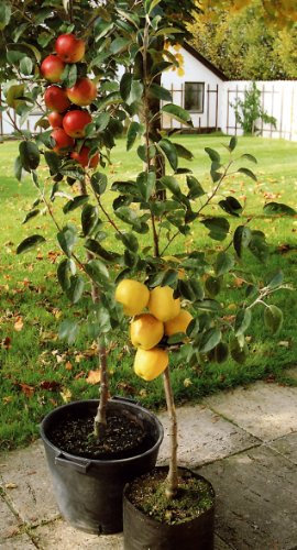 Säulenapfel Goldbäckchen