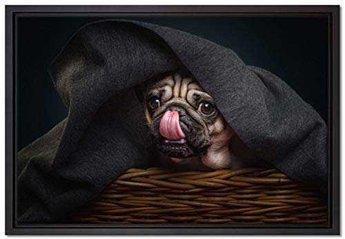 Pixxprint Süßer Mops unter der Decke Leinwandbild 60x40 cm im Bilderahmen, Wandbild, Schattenfugenrahmen, Kein Poster