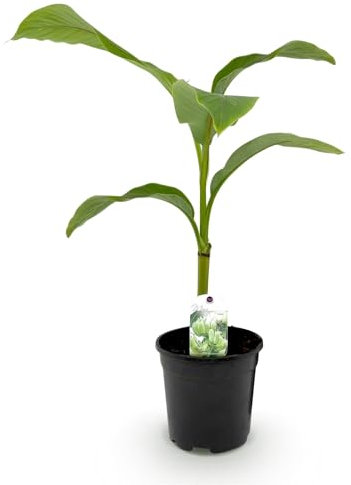 GreenboutiQ - Obstpflanze - Bananenpflanze - Musa Basjoo - Winterhart - 4 Pflanzen - Topf 17cm Höhe 40cm