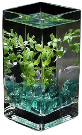 Design Transparent Réservoir de poissons carré en verre translucide, avec couvercle, réservoir de poissons tropicaux, Vase hydroponique, récipient à fleurs, petit aquarium de bureau Idéal pour la déco