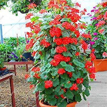 2017 neue 100 stücke seltene klettern geranium samen appleblossom rosebud pelargonie blumensamen winterharte pflanze bonsai topfpflanze 7