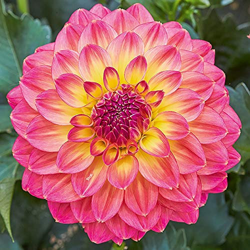Dahlia Plants. 'Lubega Power Tropical Punch'. Perennial Bedding Flowers. 1L Plant. Available from Bedwen Plants.