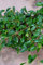 Teppichmispel Cotoneaster dammeri radicans 20-30 cm im 1,2 Liter Pflanzcontainer 1 VE = 20 Pflanzen