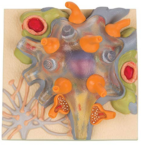 3B Scientific Menschliche Anatomie - Die Nervenzelle