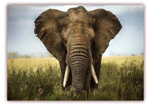 XXL Poster 100 x 70cm (S-811) Großer mächtiger afrikanischer Elefant in der Savanne Afrikas (Lieferung gerollt!)