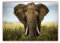 XXL Poster 100 x 70cm (S-811) Großer mächtiger afrikanischer Elefant in der Savanne Afrikas (Lieferung gerollt!)