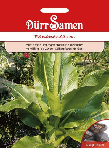 Dürr-Samen Bananenbaum Saatgut