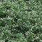 20 x Euonymus Emerald Gaiety Spindelstrauch Kriechspindel Bodendecker winterhart
