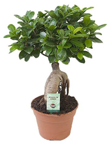 Ficus Ginseng, Ginseng Bonsai, (Ficus microcarpa), asiatischer Bonsai, verschiedene Größen (im 17cm Topf, ca. 40cm hoch)