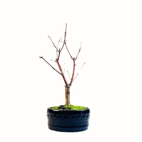 Bonsai DE - Bonsai Baum Japanischer Fächerahorn - Acer (Ahorn) bäume/Japanische Ahorne/ist 25-30 cm hoch (Deshojo P12 Rot)