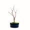 Bonsai DE - Bonsai Baum Japanischer Fächerahorn - Acer (Ahorn) bäume/Japanische Ahorne/ist 25-30 cm hoch (Deshojo P12 Rot)
