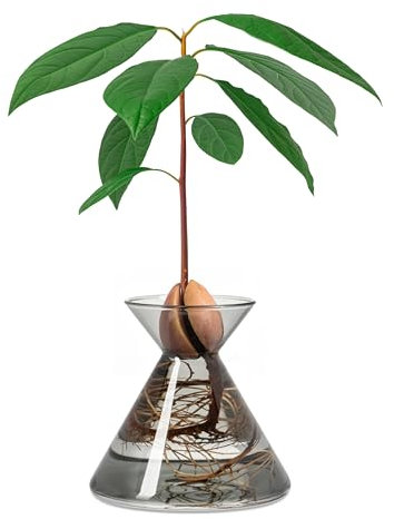 Amoroses Avocado Flask - Pot en Verre pour graines d'avocat - Kit de Culture de Plantes dans l'eau. Cadeau Vert décoration d'intérieur (Verre fumé)