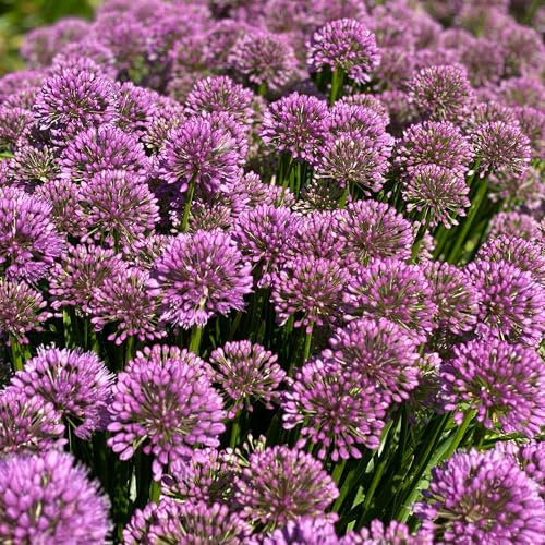 Allium Millenium - Hardy Perennial Ornamental Onion for Gardens and Borders - Vibrant Purple-Pink Flowering Outdoor Plant in Pot (9cm Pot, 10-20cm)