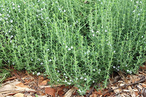 250 SEMILLAS ajedrea HIERBA DE LA HERENCIA (2018 semillas de la herencia vegetales no OMG!)