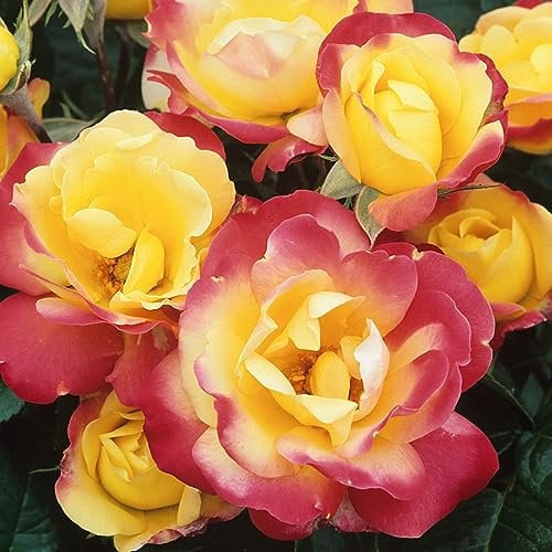 Rose Bush 'Masquerade' - Bi-Coloured Floribunda Scented Rose Bush in 3 Litre Pot - Ready to Plant (1 Plant)
