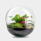 Biodome Bush Flaschengarten – 30 cm Mini-Dschungel für Ihr Zuhause