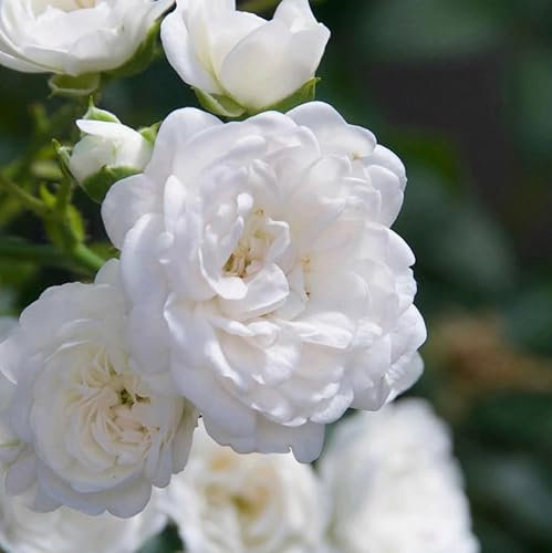 Rosa Bianca Rosa polyantha White Fairy pianta di rose tappezzante in vaso ø14 cm Vivaio di Castelletto