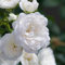 Rosa Bianca Rosa polyantha White Fairy pianta di rose tappezzante in vaso ø14 cm Vivaio di Castelletto