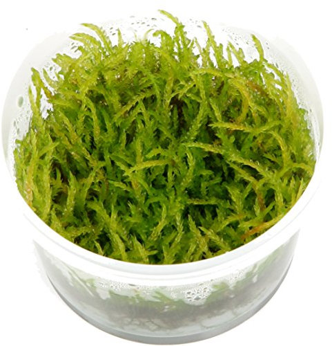 Tropica Vesicularia ferriei Weeping Moss 1-2-Grow Tissue Culture In Vitro Live Aquarium Plant Shrimp Safe & Snail Free