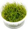 Tropica Vesicularia ferriei Weeping Moss 1-2-Grow Tissue Culture In Vitro Live Aquarium Plant Shrimp Safe & Snail Free
