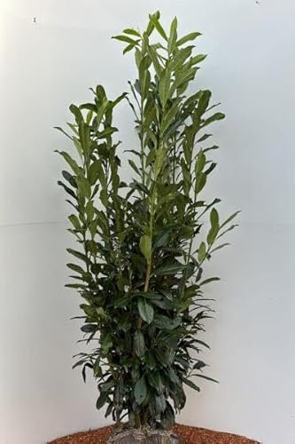 25 Kirschlorbeer „Caucasica“ 150-170 cm im Topf Heckenpflanzen Prunus Heckenpflanze Buschig XXL ✓