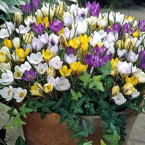 Krokus Mix Blumenzwiebeln, 50 Stk., weiß, gelb, violett, gestreift | Winterhart, Mehrjährig