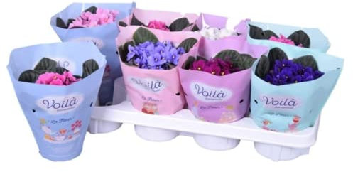 3 x African Violet Saintpaulia Flowering Random Colors Indoor Plants Mix Colours in 12cm pots