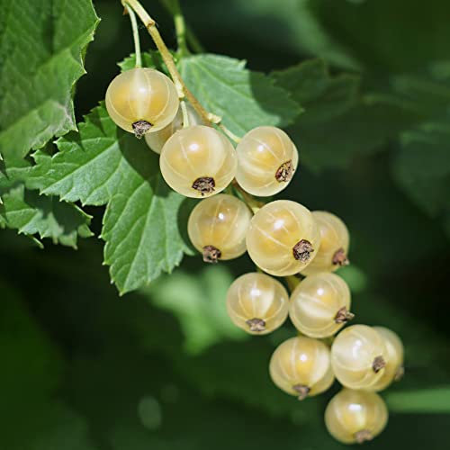 Piante di uva spina/Piante di ribes Semi Pilastro Alberi da frutto Semi organici Uva spina Piante resistenti per balcone Piante esotiche-100 pezzi