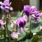 semi di ciclamino fiori selvatici da balcone ciclamino resistente piante in vaso resistenti all'esterno pianta perenne resistente tappezzante piante resistenti in vaso semi di prato, 550pcs