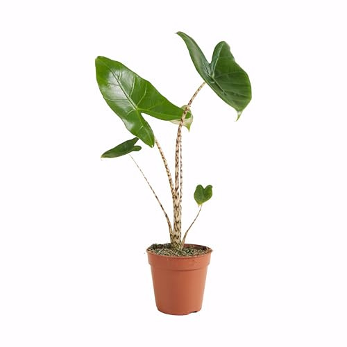 Bloomique - Alocasia Zebrina - Oreille d'éléphant - Plante d'intérieur - Purificateur d'air - 30-50 cm de haut - Pot de 14 cm